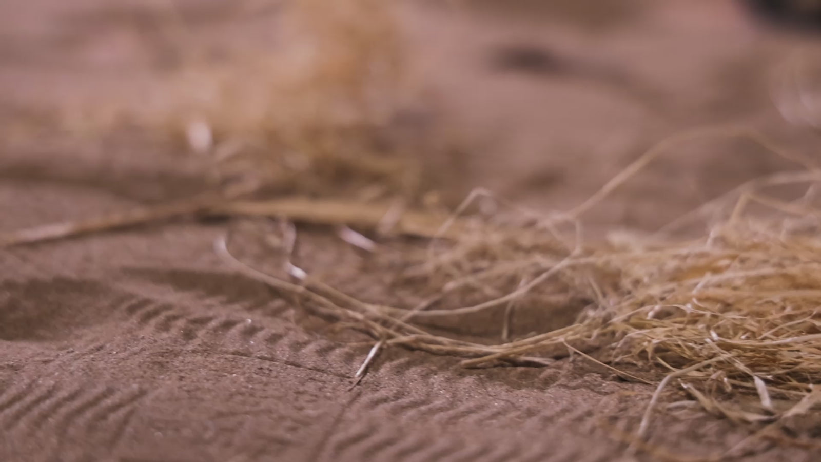 L'île poupée sexuelle (Dolls Castle 156 cm (E-Cup #A1 TPE) EXPRESS